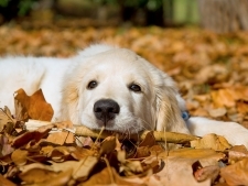 Fall Recipes for Dogs