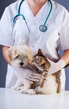 The Pet Health Crisis