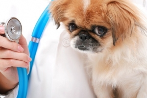 Pancreatitis: How You Can Help Your Pet with Food
