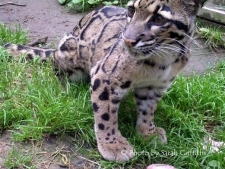 Throwback Thursday: Lissa the Clouded Leopard