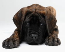 6 Ways to Prevent Dysplasia in Your Large Breed Puppy