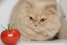Can Dogs and Cats Be Vegetarians?