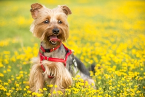 Small Breed Dogs and Periodontal Disease