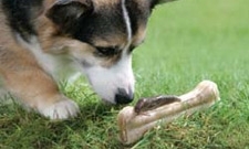 Bones: A Guide For You And Your Dog