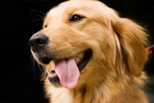 Is Your Dog Happy? Part 2: Creating Activities for Your Dog