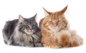 The Amazing Maine Coon: What You Need to Know