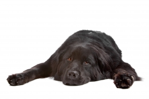 Could Your Pet Have a Thiamine Deficiency?