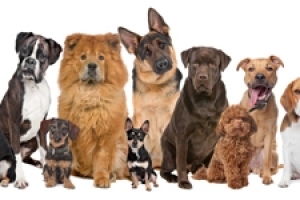 Breed-Specific Raw Pet Food Diets for Dogs