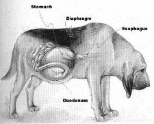 How to Prevent Stomach Bloat or Gastric Dilation Volvulus in Dogs