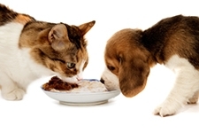 The Do’s and Don’ts of Feeding a Raw Pet Food Diet