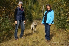 Our Adventure to Northern Lights Wildlife Wolf Center