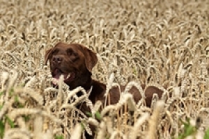 Carbohydrate Requirements for Cats &amp; Dogs: Are They Essential?
