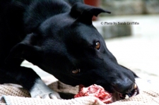 Switching Your Pet to Raw Diet Made Easy